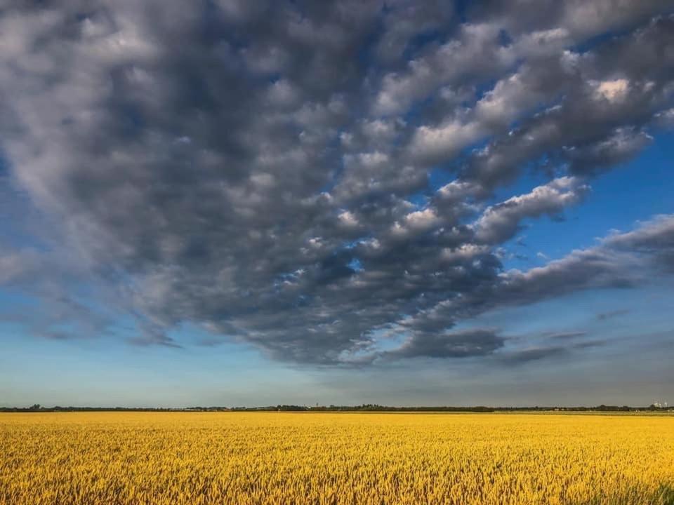 Huisje Vogelenzang Zeeland Sint Annaland Bagian luar foto